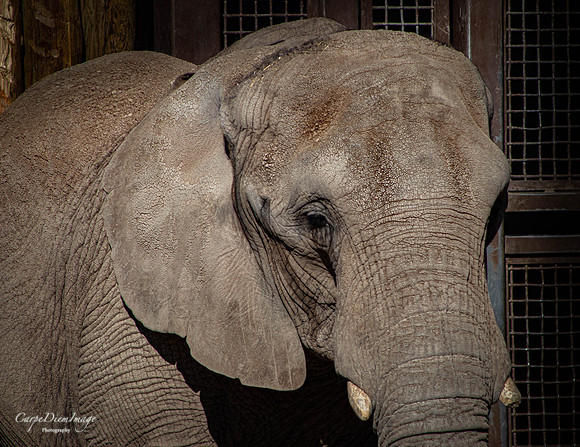 Alone Elephant