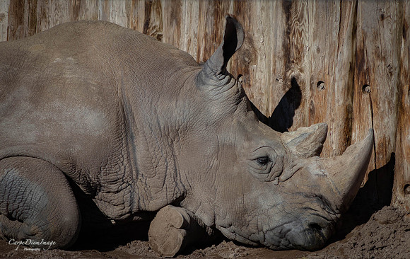 Rino Color
