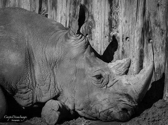 Rino B/W
