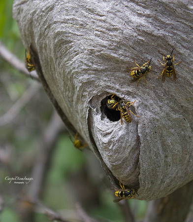 Hive 2