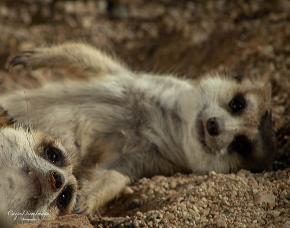 Meerkat 5