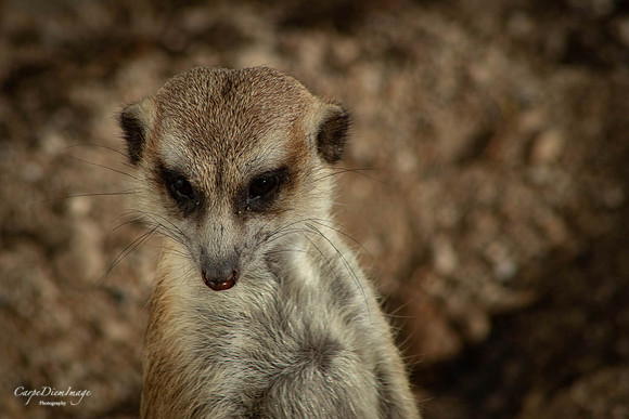 Meerkat 2 color