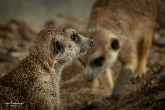 Meerkat 4