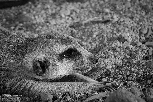Meerkat 3 B/W