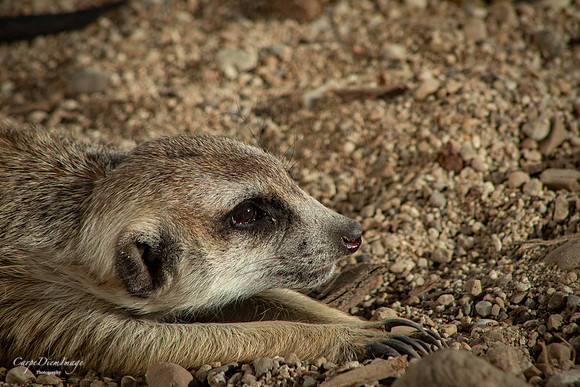 Meerkat 3 color