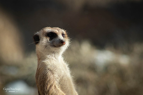 Meerkat 1