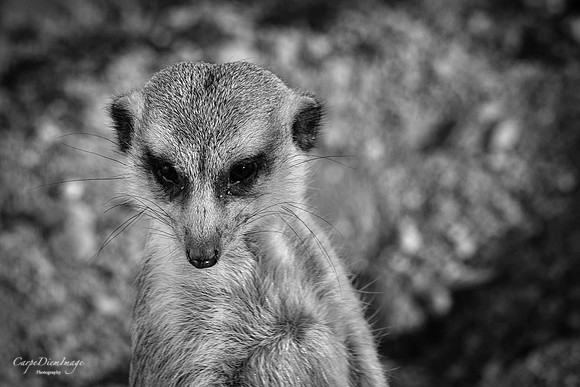 Meerkat 2 B/W