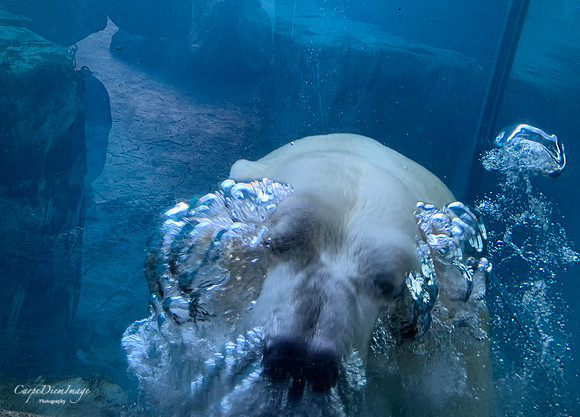 Polar Bear Bubbles Color