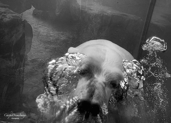Polar Bear Bubbles B/W