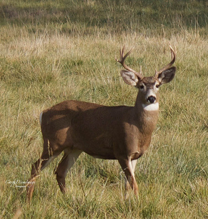 Alone Buck
