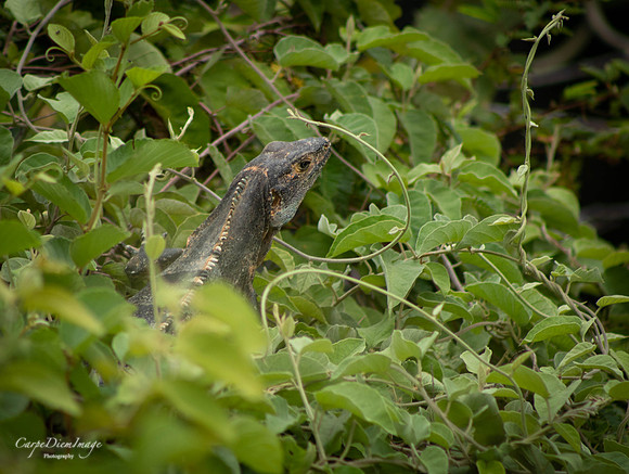 Hide-N-Seek