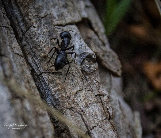 Ant