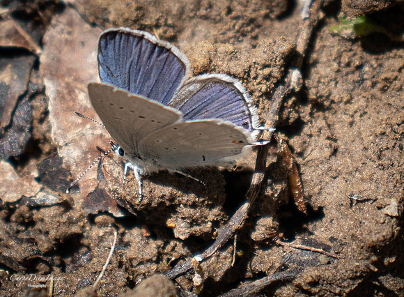 Purple Butterfly