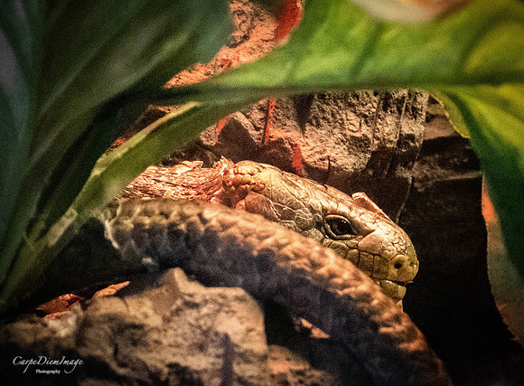Lizard