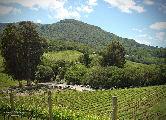 20220120-20050510-Napa May 2005 051 (1)