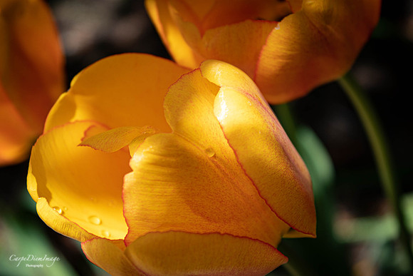 20210523-20210502-IMG_1513-3