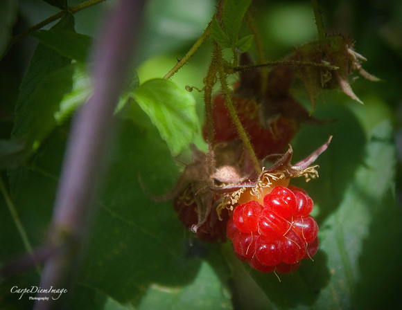 20160804-55917F2A-1F6C-486B-938B-ED3281903F4F