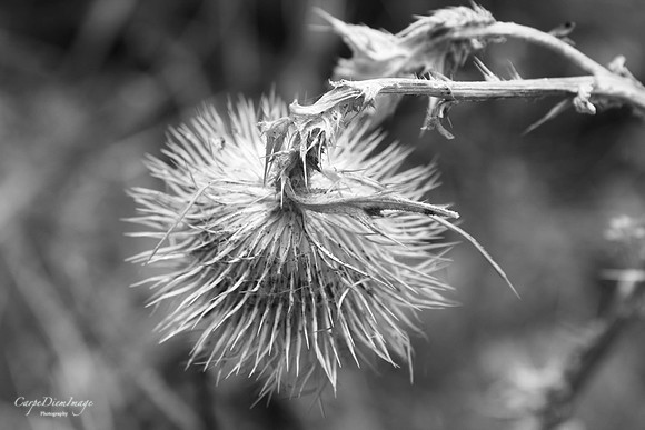 20160804-153592AE-1D8A-489B-B63F-04C90095505E
