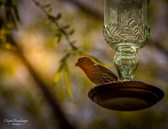 Humming bird 9