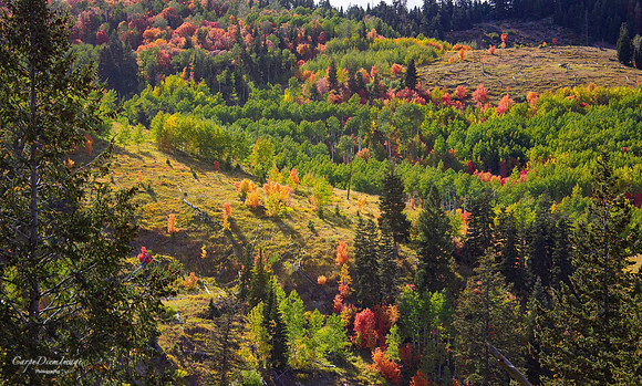 Fall Order Mountain SanPete 4-color
