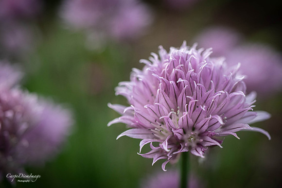 Tiny Purple flower 2-color
