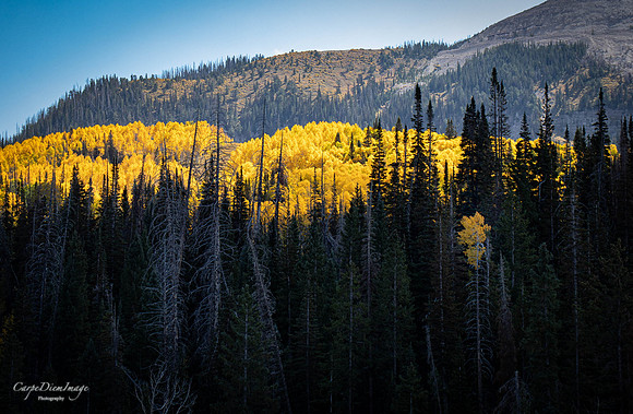 Fall Order Mountain SanPete 1-color