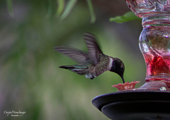 Humming bird 2