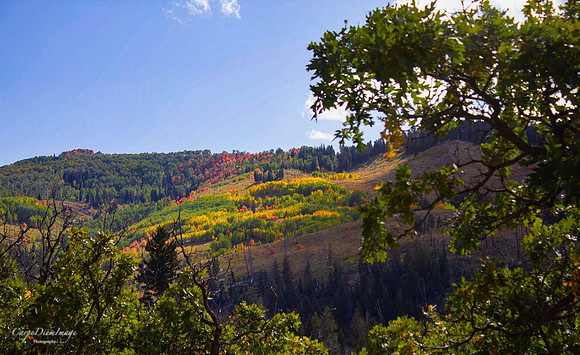 Fall Order Mountain SanPete 3-color