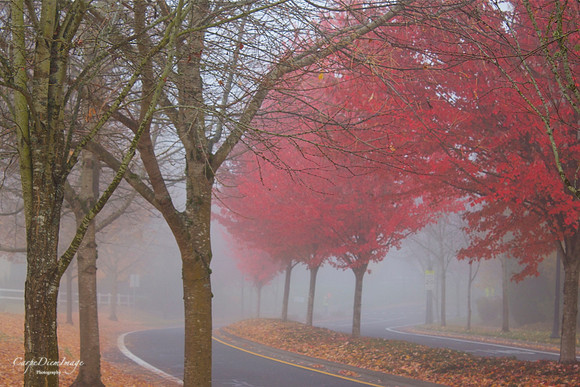 Fall Oregon "On the Street"