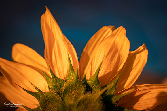 Sunflower 3-color