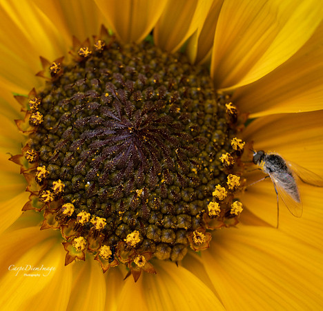 Sunflower 1-color