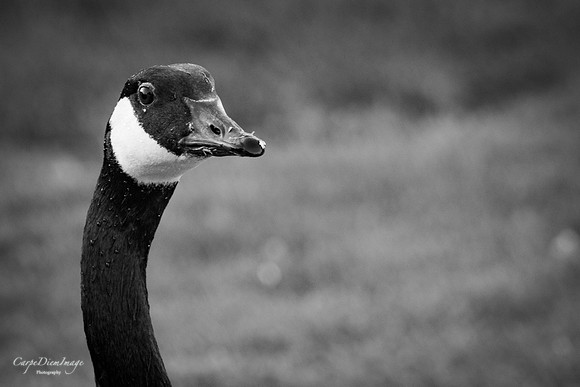 Canada goose head-B/W