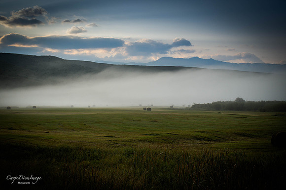 Hay field 1-color