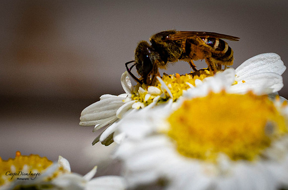 Bee 8 color
