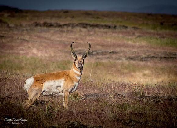 Alone Antelope-color