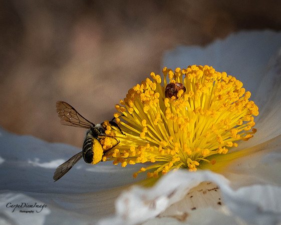 Bee 2-color