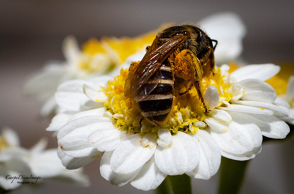 Bee 7 color