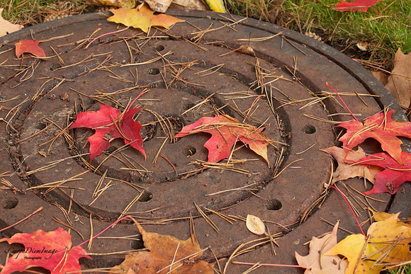 Fall Leaves on Culvert