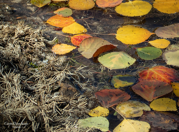 Fall floating Leaves 1-color