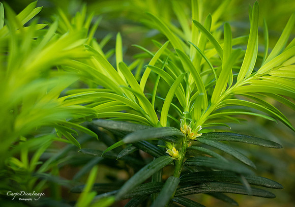 Bright Green Pine Needles