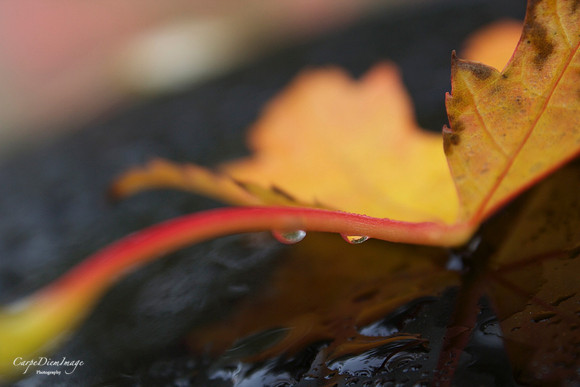 Rain in the Fall time