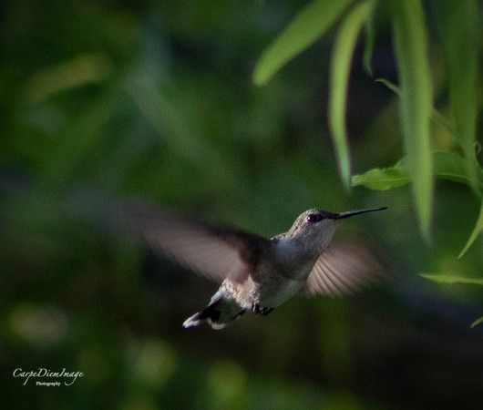 Humming bird 4
