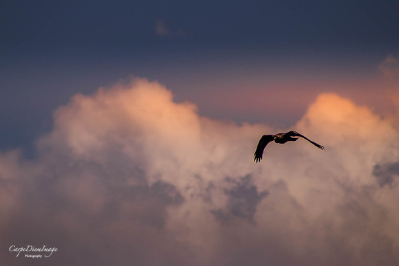 Fly with me 2