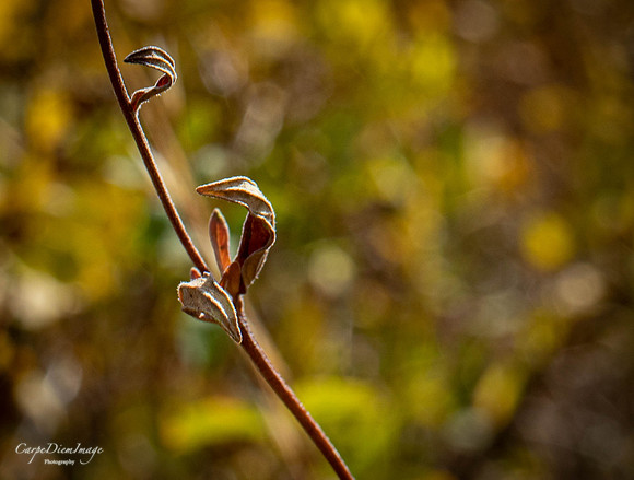 Small Leaf