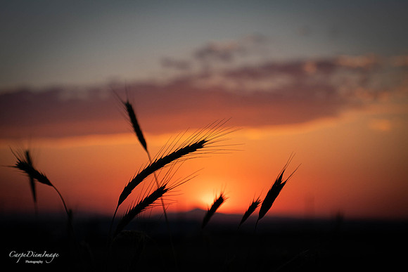 Grassy sunset
