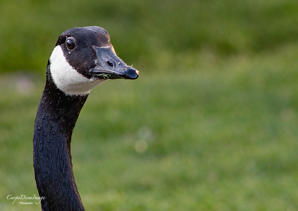 Canada goose profile-color