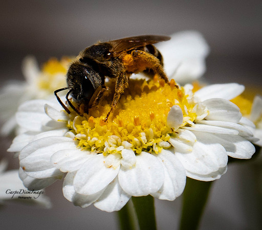 Bee 4-color