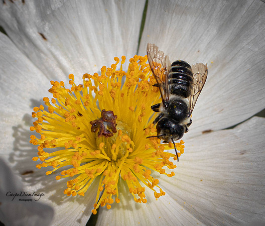 Bee 1-color