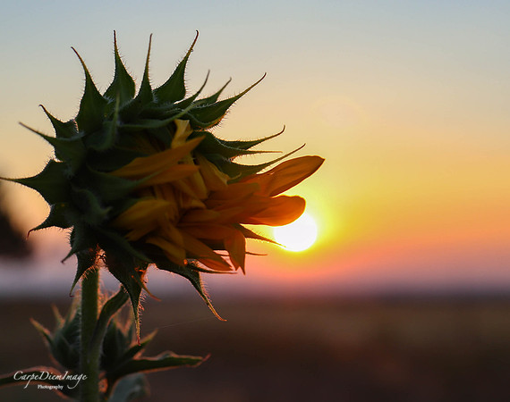 Sunflower 6-color