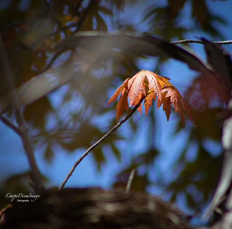 Single Red Leaf